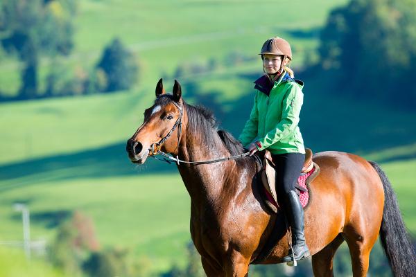 pferde tiere bauernhof hermagor reiten warmuth